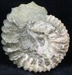 Pavlovia Ammonite Fossil - Siberia #29735-1